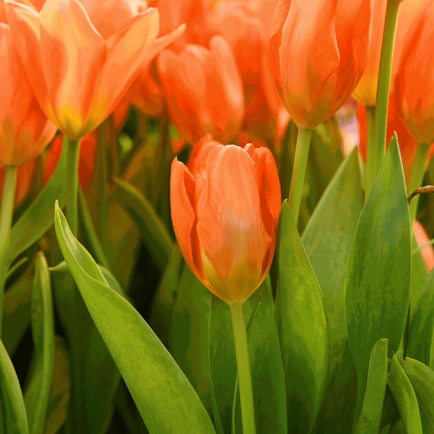 Tulppaani 'Orange Emperor'